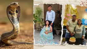 आधी कारने चिरडलं, पण हेल्मेटमुळे वाचला, 20 दिवसाने सापच.. Snake Murder.