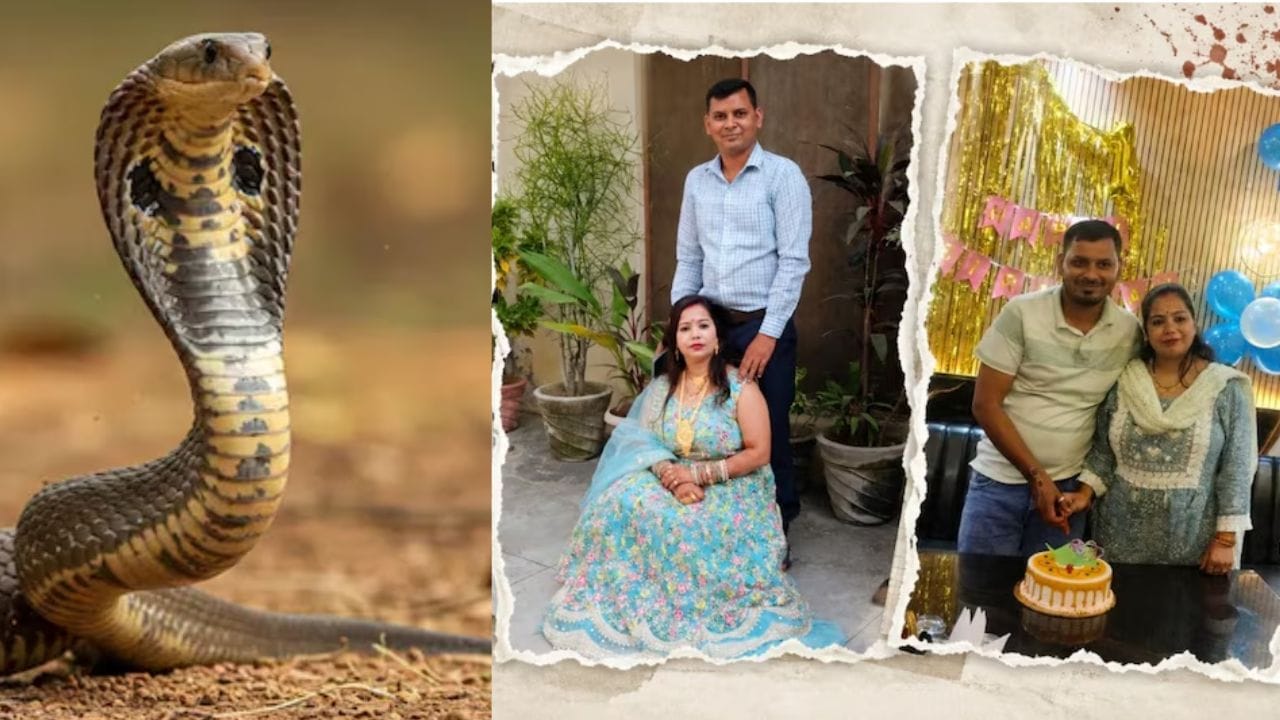 आधी कारने चिरडलं, पण हेल्मेटमुळे वाचला, 20 दिवसाने सापच... Snake Murder ने सर्वच हादरलं आधी कारने चिरडलं, पण हेल्मेटमुळे वाचला, 20 दिवसाने सापच... Snake Murder ने सर्वच हादरलं