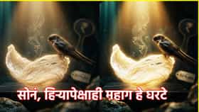 सोनं, हिऱ्यापेक्षाही महाग हे घरटे...खरेदीसाठी कोट्यवधींची बोली