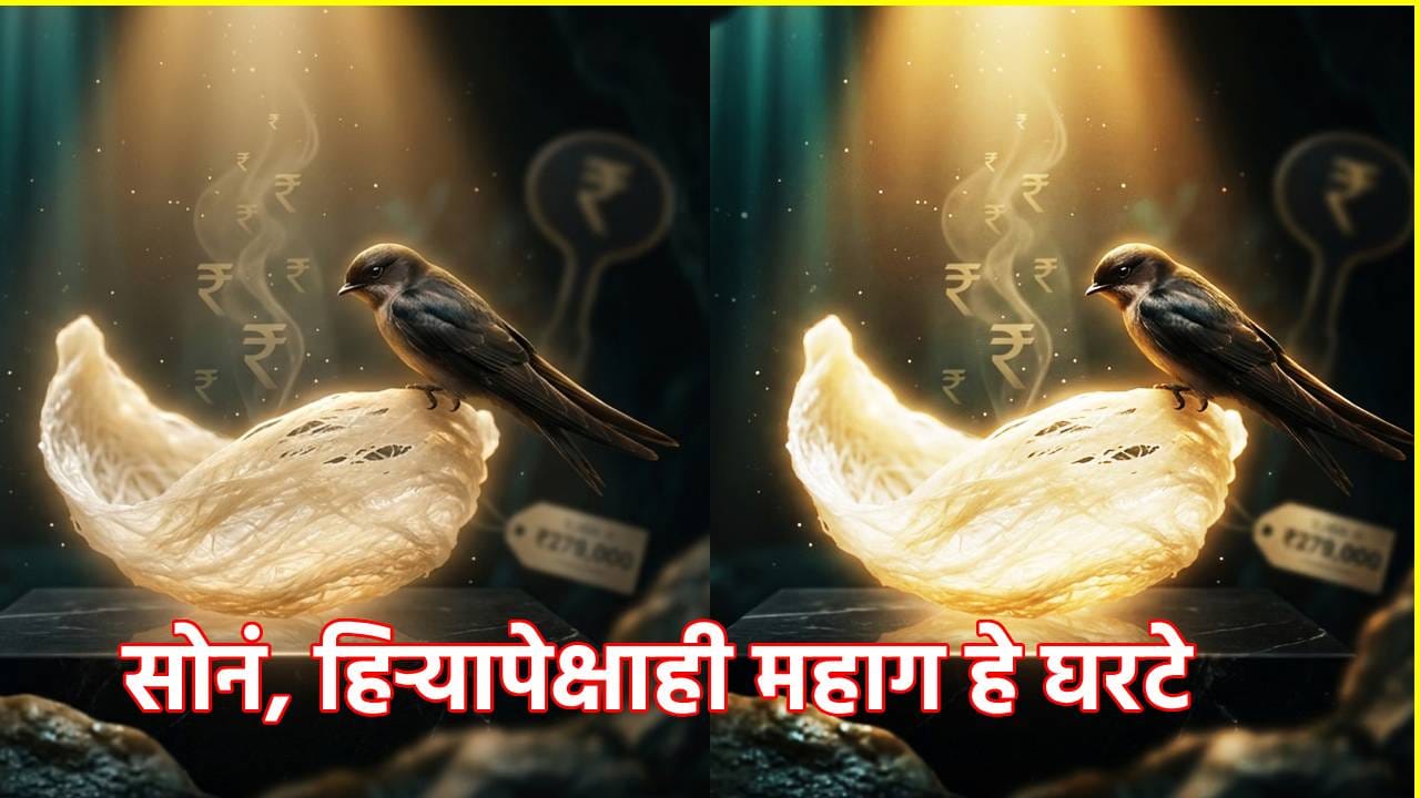 सोनं, हिऱ्यापेक्षाही महाग हे घरटे...खरेदीसाठी श्रींमतांकडून कोट्यवधींची बोली, आहे तरी काय खास? सोनं, हिऱ्यापेक्षाही महाग हे घरटे...खरेदीसाठी श्रींमतांकडून कोट्यवधींची बोली, आहे तरी काय खास?