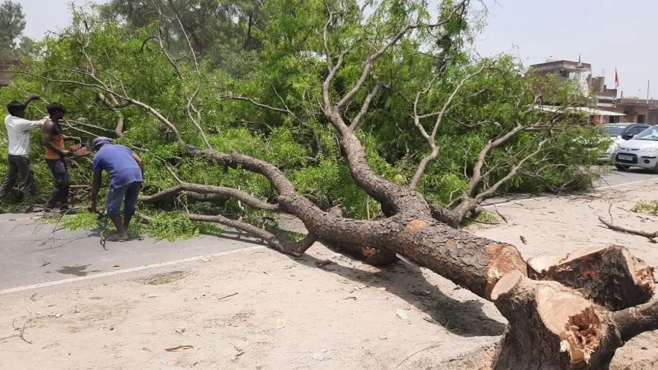 झाडाने दिलं रिर्टन गिफ्ट; पोराप्रमाणे जपलं, झाड कोसळताच वृद्ध बनला मालामाल, एवढे पैसे की बस मोजता मोजता.., नशीबच फळफळलं झाडाने दिलं रिर्टन गिफ्ट; पोराप्रमाणे जपलं, झाड कोसळताच वृद्ध बनला मालामाल, एवढे पैसे की बस मोजता मोजता.., नशीबच फळफळलं