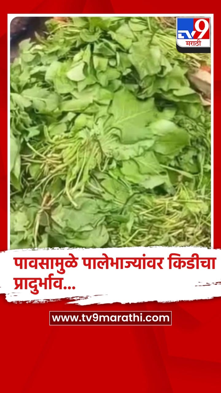 बुलढाणा : पावसामुळे भाजीपाला महागला गृहिणींचे बजेट कोलमडले-1704585