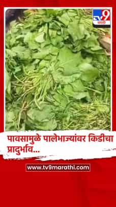 बुलढाणा : पावसामुळे भाजीपाला महागला गृहिणींचे बजेट कोलमडले-1704585