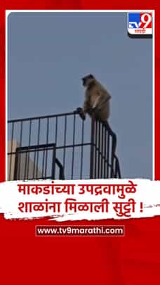 नंदुरबार शहरात माकडांमुळे शाळांना सुट्टी, विद्यार्थी-शिक्षकांवर वाढते हल्ले-1723232