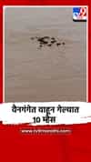 वैनगंगेत वाहून गेल्यात 10 म्हैस