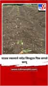 पाऊस नसल्याने नांदेड जिल्ह्यात पिक लागले करपू