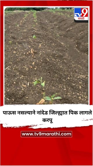 पाऊस नसल्याने नांदेड जिल्ह्यात पिक लागले करपू