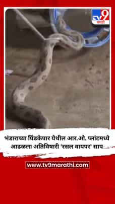 भंडाराच्या पिंडकेपार येथील आर.ओ. प्लांटमध्ये आढळला अतिविषारी 'रसल वायपर' साप-1720828
