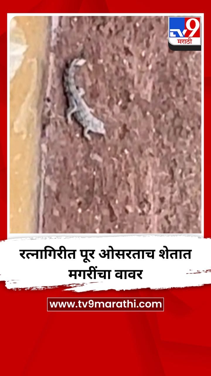 रत्नागिरीत पूर ओसरताच शेतात मगरींचा वावर-1717180