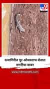 रत्नागिरीत पूर ओसरताच शेतात मगरींचा वावर
