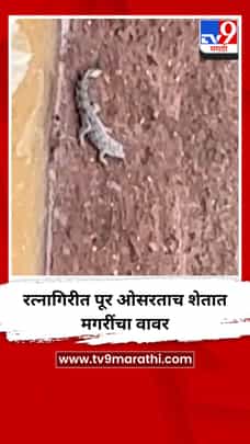 रत्नागिरीत पूर ओसरताच शेतात मगरींचा वावर-1717180