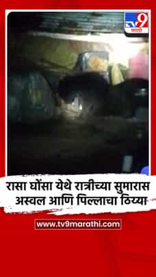 समुद्रपूर तालुक्यातील रासा घोंसा येथे रात्रीच्या सुमारास अस्वल आणि पिल्लाचा ठिय्या-1706563