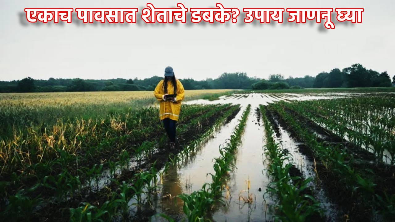 Rain: भिजपावसातही शेताचे होते डबके? कुजतात पिके? मग हा उपाय कराच