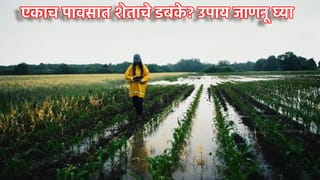 Rain: भिजपावसातही शेताचे होते डबके? कुजतात पिके? मग हा उपाय कराच