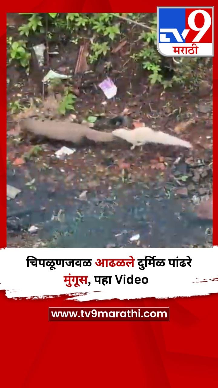 चिपळूणजवळ आढळले दुर्मिळ पांढरे मुंगूस, पहा Video-1703816