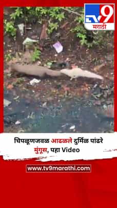 चिपळूणजवळ आढळले दुर्मिळ पांढरे मुंगूस, पहा Video-1703816
