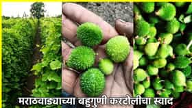 मराठवाड्याच्या करटोलीचा स्वाद, रानभाजीच्या लागवड क्षेत्रात्र वाढ.