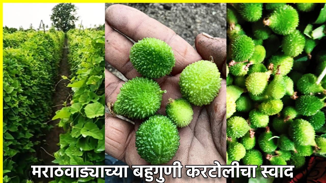 शहरी जेवणात मराठवाड्याच्या बहुगुणी करटोलीचा स्वाद, यंदा रानभाजीच्या लागवड क्षेत्रात मोठी वाढ शहरी जेवणात मराठवाड्याच्या बहुगुणी करटोलीचा स्वाद, यंदा रानभाजीच्या लागवड क्षेत्रात मोठी वाढ