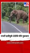 रानटी हत्तीमुळे शेतीचे मोठे नुकसान, शेतकऱ्यांमध्ये भीतीचे वातावरण