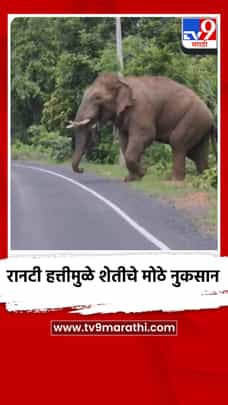 रानटी हत्तीमुळे शेतीचे मोठे नुकसान, शेतकऱ्यांमध्ये भीतीचे वातावरण-1711151