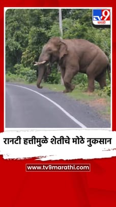रानटी हत्तीमुळे शेतीचे मोठे नुकसान, शेतकऱ्यांमध्ये भीतीचे वातावरण