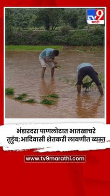 भंडारदरा पाणलोटात भातखाचरे तुडुंब; आदिवासी शेतकरी लावणीत व्यस्त