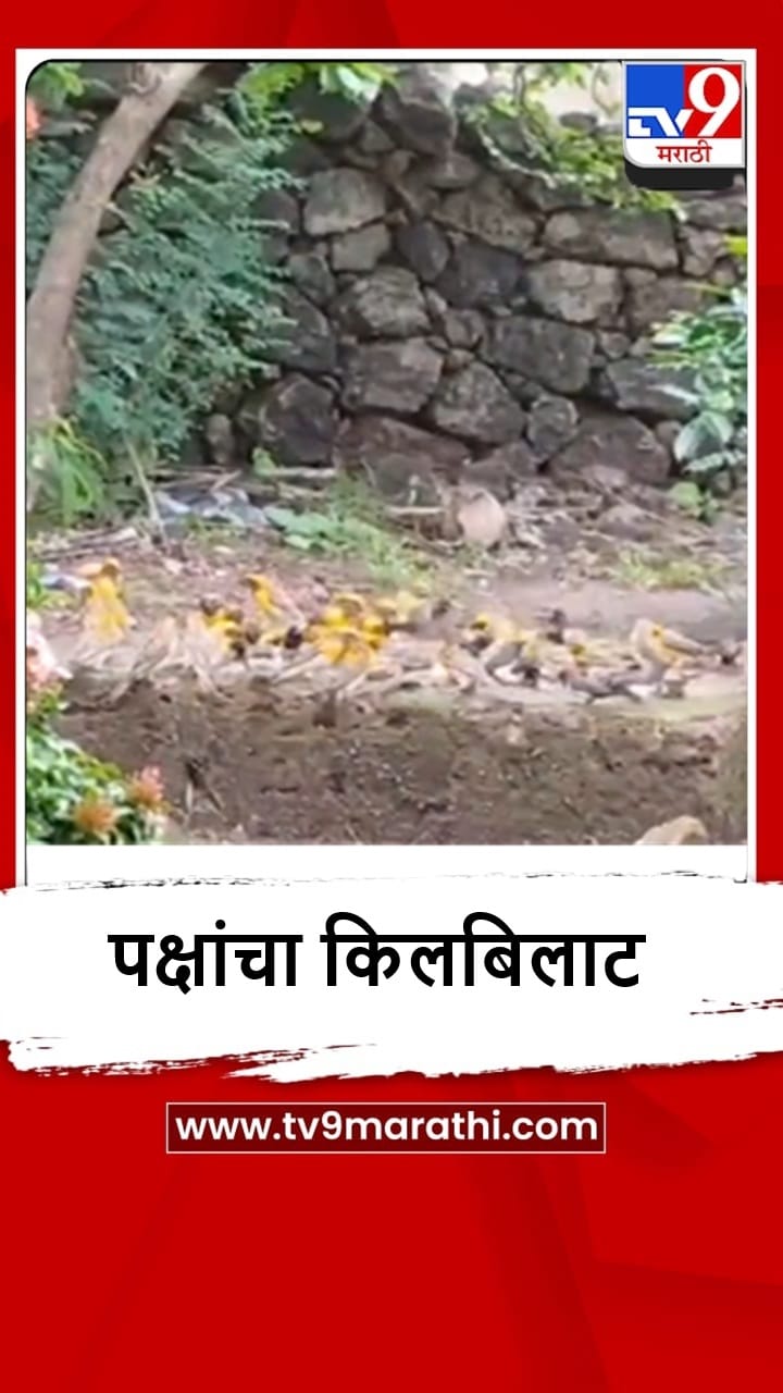 Sindhudurg : विजयदुर्गमध्ये सुगरण पक्षांचा किलबिलाट, पाहा व्हीडिओ-1703834
