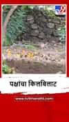 Sindhudurg : विजयदुर्गमध्ये सुगरण पक्षांचा किलबिलाट, पाहा व्हीडिओ