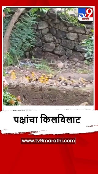 Sindhudurg : विजयदुर्गमध्ये सुगरण पक्षांचा किलबिलाट, पाहा व्हीडिओ