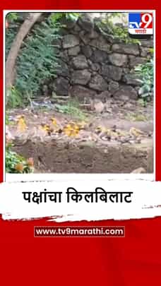 Sindhudurg : विजयदुर्गमध्ये सुगरण पक्षांचा किलबिलाट, पाहा व्हीडिओ-1703834