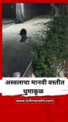 अस्वलाचा मानवी वस्तीत धुमाकूळ, लोकांच्या झोपा उडाल्या