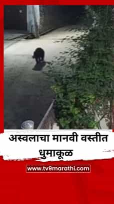 अस्वलाचा मानवी वस्तीत धुमाकूळ, लोकांच्या झोपा उडाल्या-1709093