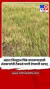 भंडारा जिल्ह्यात पिके वाचवण्यासाठी शेतकऱ्यांची टँकरने पाणी देण्याची धडपड