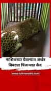 नाशिकच्या येवल्यात दहशत माजवणारा बिबट्या पिंजऱ्यात कैद