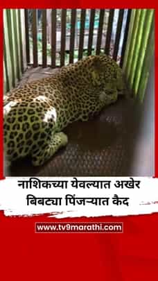 नाशिकच्या येवल्यात दहशत माजवणारा बिबट्या पिंजऱ्यात कैद-1713567