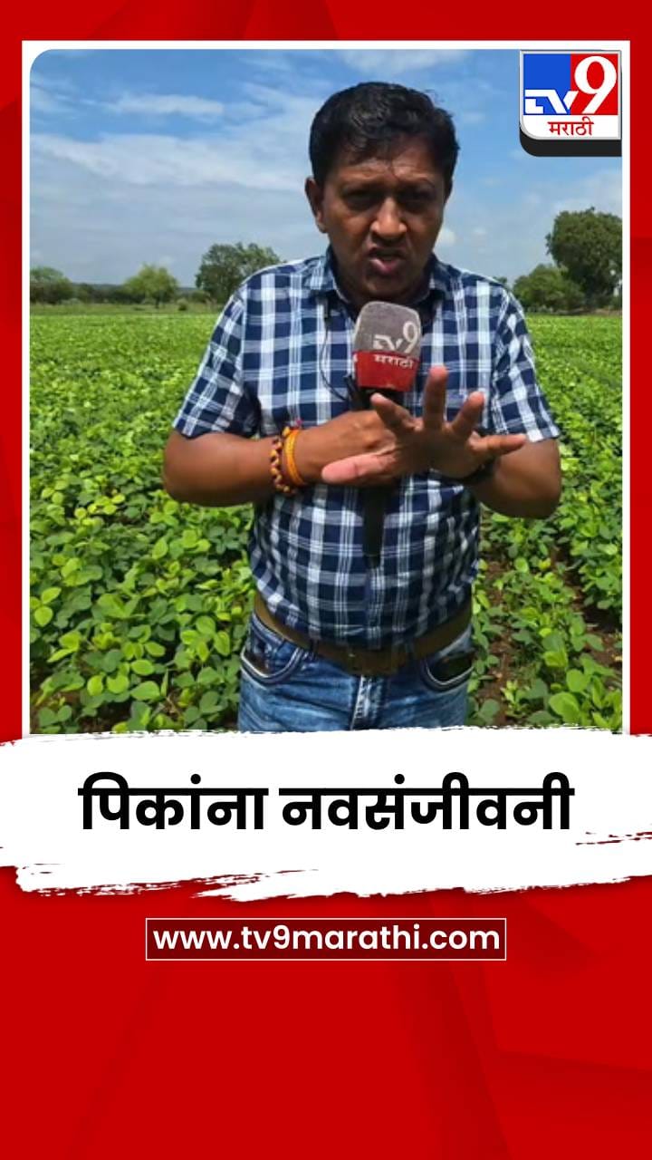 बुलढाण्यात दमदार पावसाच्या आगमनाने पिकांना नवसंजीवनी-1718446