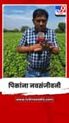 बुलढाण्यात दमदार पावसाच्या आगमनाने पिकांना नवसंजीवनी
