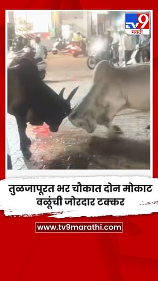 तुळजापूरत भर चौकात दोन मोकाट वळूंची जोरदार टक्कर