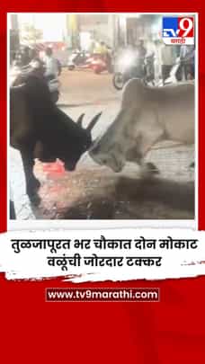 तुळजापूरत भर चौकात दोन मोकाट वळूंची जोरदार टक्कर-1707766