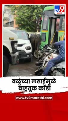 भररस्त्यात एकमेकांशी भिडले वळू; पुण्यात वाहतूक कोंडी-1718427