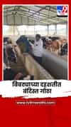 बिबट्याच्या दहशतीत बंदिस्त गोठा; गायींसाठी पंख्यांची व्यवस्था, पशुपालकाचा अभिनव प्रयोग