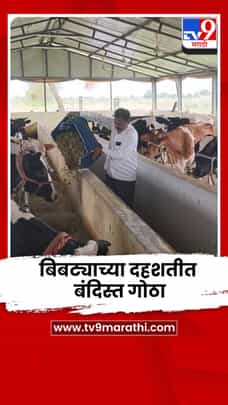 बिबट्याच्या दहशतीत बंदिस्त गोठा; गायींसाठी पंख्यांची व्यवस्था, पशुपालकाचा अभिनव प्रयोग-1717102
