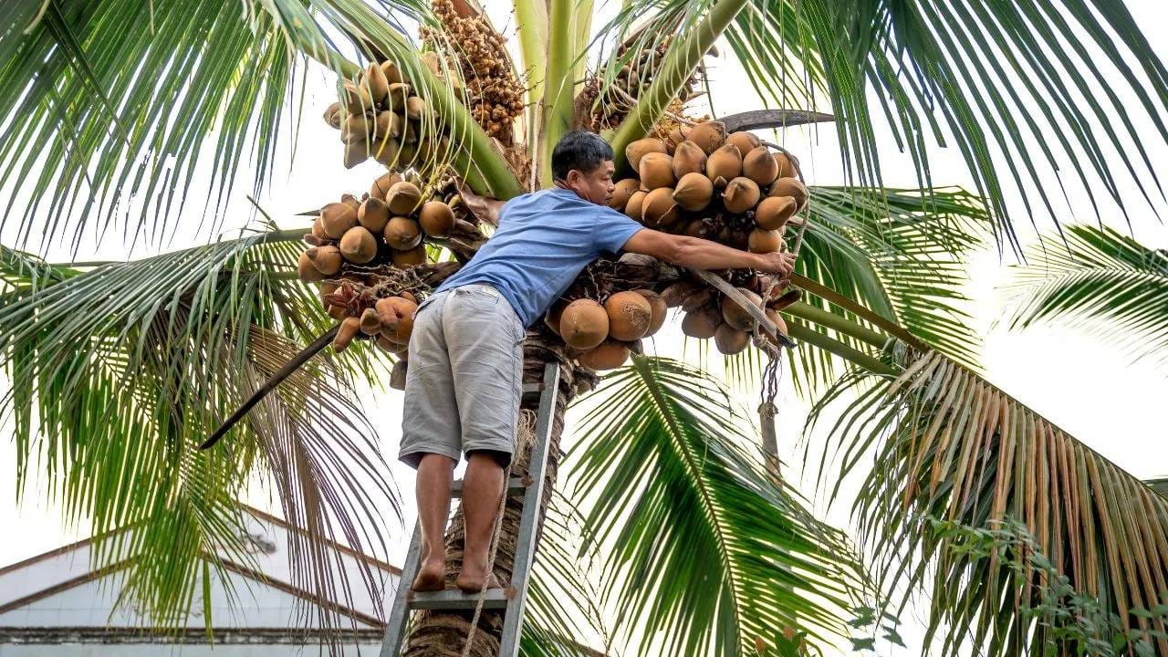 नारळाचे झाड आपल्या मुळांद्वारे जमिनीतून पाणी आणि आवश्यक खनिजं शोषून घेतं. त्यानंतर, हे पाणी आणि पोषक घटक झाडाच्या आतील विशिष्ट नलिकांवाटे फांद्यांपर्यंत आणि वाढणाऱ्या फळांपर्यंत पोहोचवले जातात. ही संपूर्ण प्रक्रिया पूर्णपणे नैसर्गिक असून ती अखंडपणे सुरू असते.