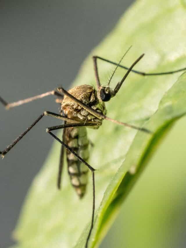 पावसाळ्यात डासांना दूर ठेवण्यासाठी कोणते उपाय करावेत ?