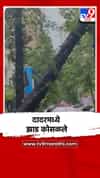 मुंबईत तुफान पाऊस, दादरमध्ये कोसळले झाड