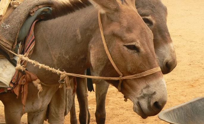 कर्नाटकमधील बेळगाव जिल्ह्यातल मुन्याल गावात चक्क दोन गाढवांचा विवाह सोहळा आयोजित करण्यात आला. गावात पाऊस यावा म्हणून हा विवाह लावून देण्यात आल्याचे बोलले जात आहे. पाऊस पडत नसेल तर अशा प्रकारे गाढवांचे लग्न लावून देण्याची जुनी परंपरा त्या भागात आहे.