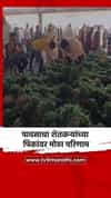पावसाचा शेतकऱ्यांच्या पिकांवर मोठा परिणाम