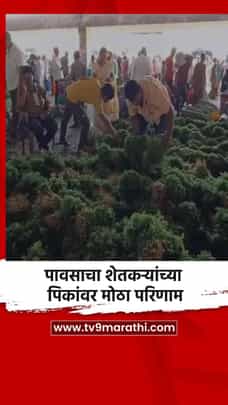 पावसाचा शेतकऱ्यांच्या पिकांवर मोठा परिणाम-1710549