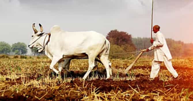 एल निनोने टेन्शन वाढलं, पावसाअभावी खरीप पिके संकटात; उर्वरित महाराष्ट्रात पाऊस कधी? महत्त्वाची अपडेट समोर
