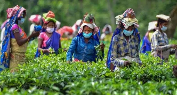 त्यामुळे कमी शेतीत जास्तीत जास्त पैसे मिळवून देणारे पीक कोणते, असे शेतकरी नेहमीच विचारतात. त्यामुळे अगदी एक एकर शेतामध्ये चांगला नफा मिळवून देणारी पिके कोणती ते जाणून घेऊ या..